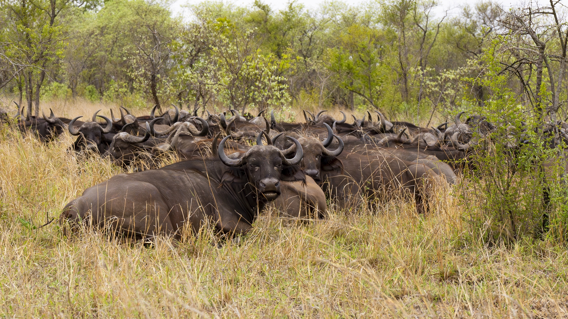 Kruger25 2025 10 28 15 12 53 ILCE 9M3 643
